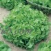 Leaf Lettuce Garden Seeds - Salad Bowl Green - 1 Lbs - Non-GMO, Heirloom Vegetable Gardening & Salad Microgreens Seed   565498639